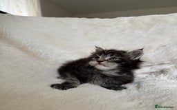 Maine Coon cats for sale: KING-SIZE MAINE COON CUBS HEALTH TESTED - Image 7