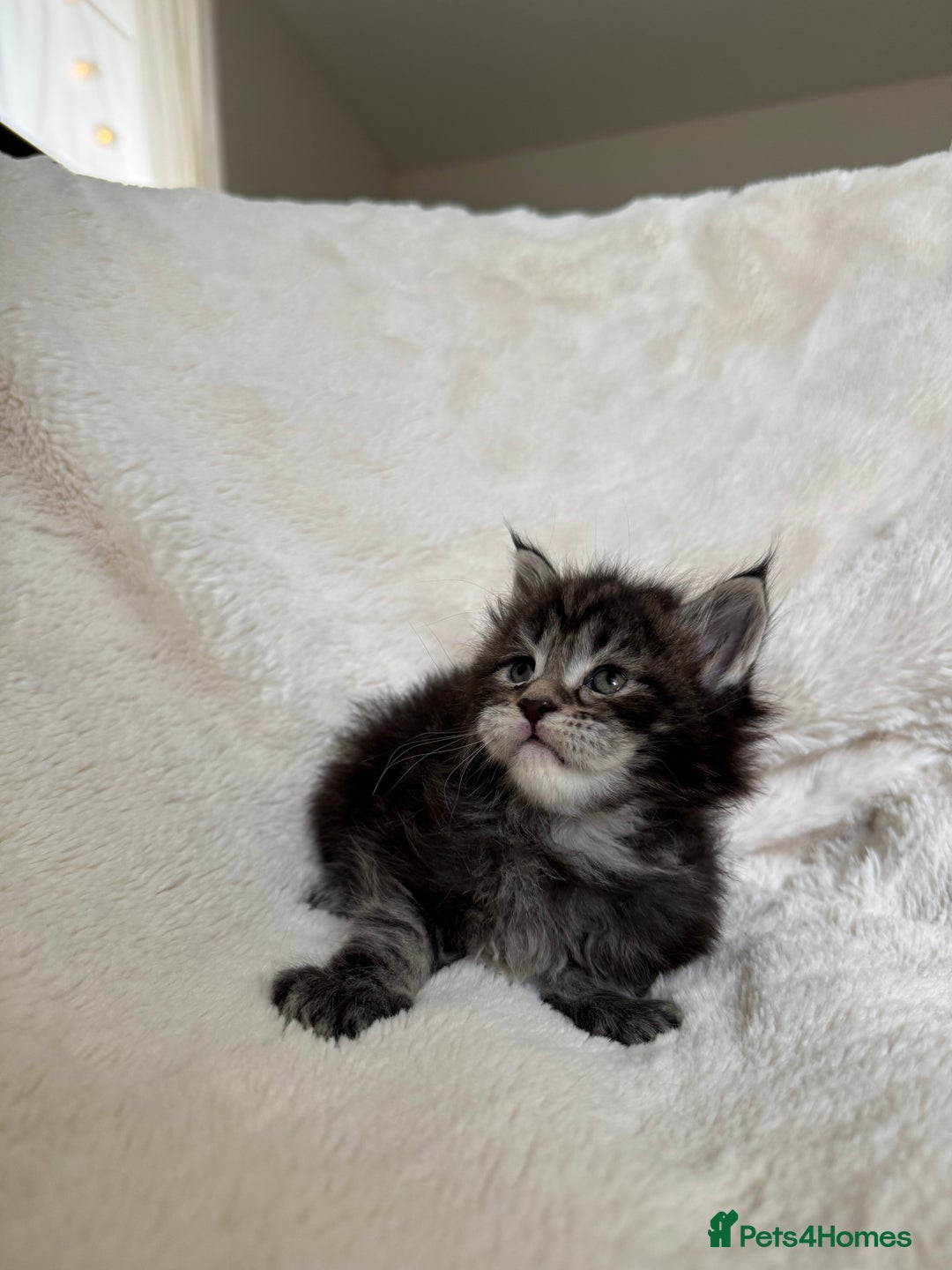 Maine Coon cats for sale: KING-SIZE MAINE COON CUBS HEALTH TESTED - Image 7