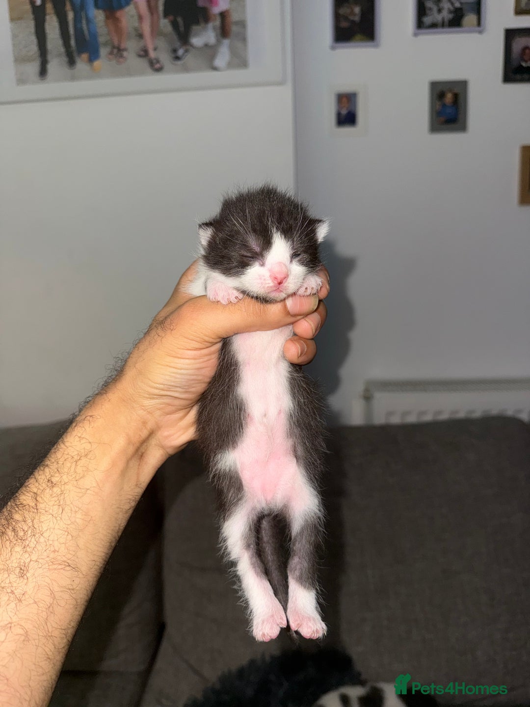 Sphynx cats for sale: Sphynx Variant (Tuxedo) Mix - Advert 3