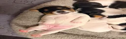 Jack Russell dogs for sale: Tri coloured Jack Russell pups in Isle of Bute - Advert 16