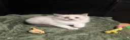 Ragdoll cats for sale: Bicolour ragdoll with a mismark - Advert 10
