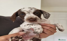Mixed Breed dogs for sale:  Dalmaspoodles! Dalmation X springer/poodle pups - Image 5
