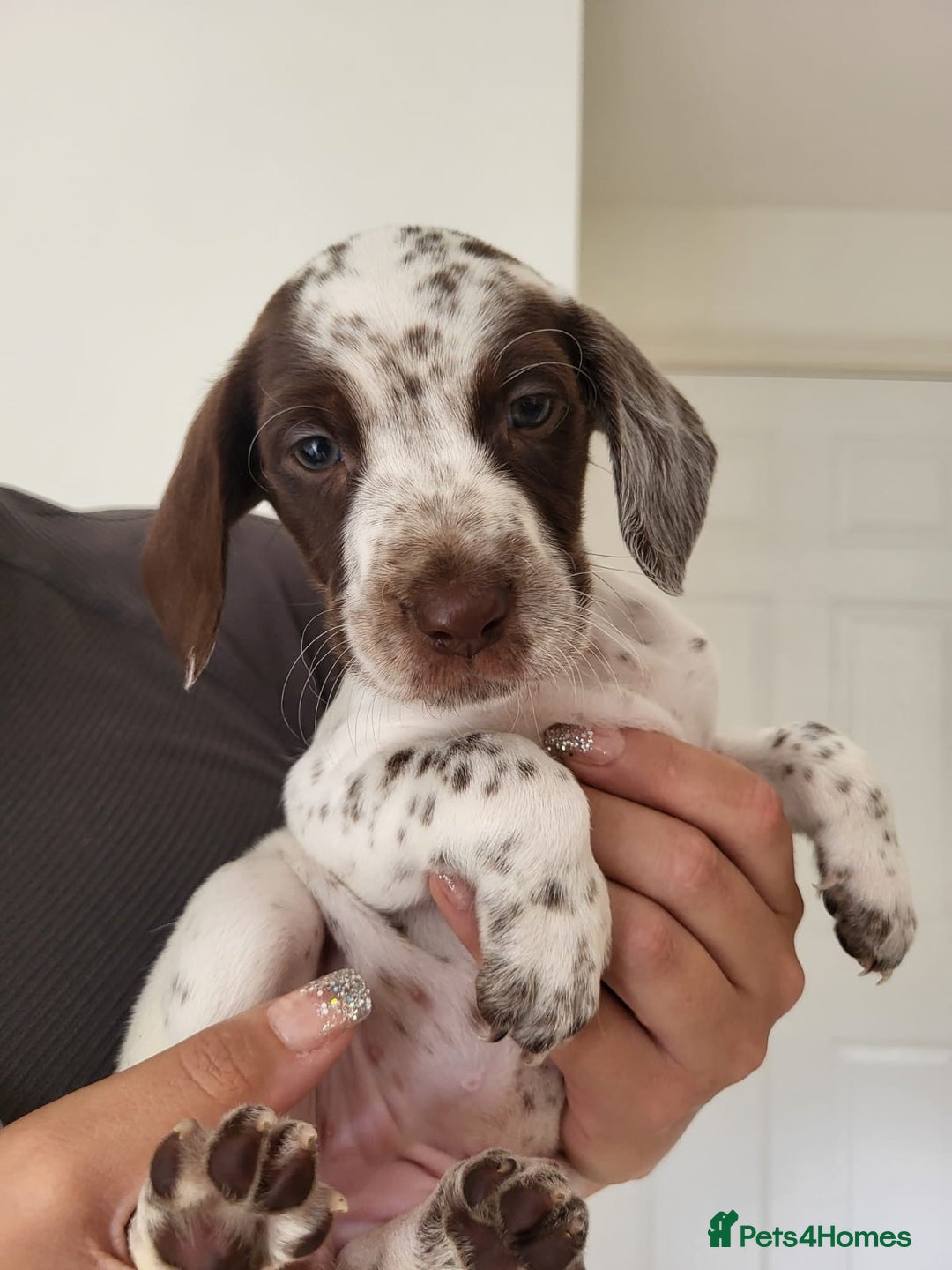 Mixed Breed dogs for sale:  Dalmaspoodles! Dalmation X springer/poodle pups - Image 5