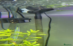 Tetras fish for sale: Fish Tank (200L) - Image 8