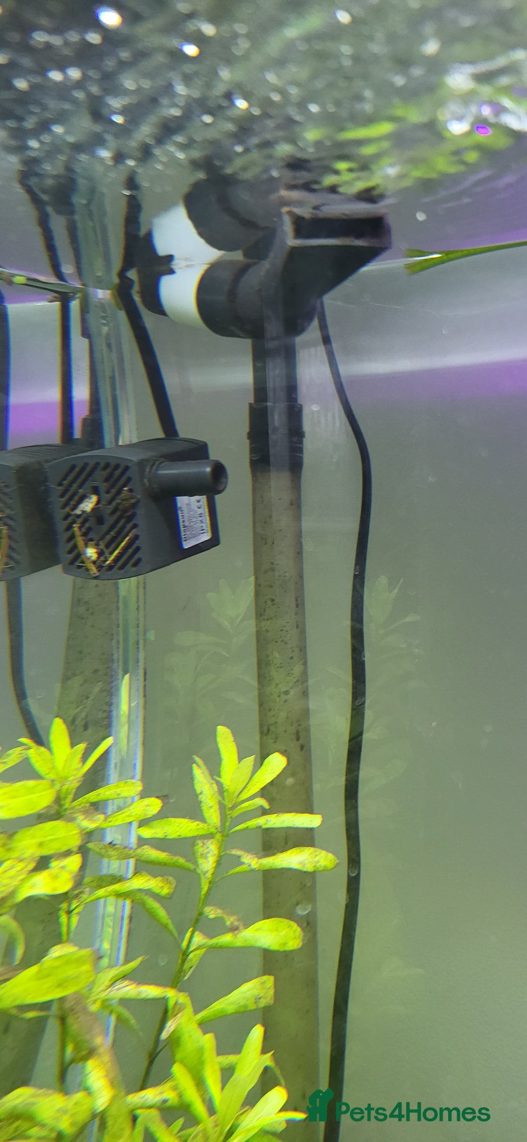 Tetras fish for sale: Fish Tank (200L) - Image 8