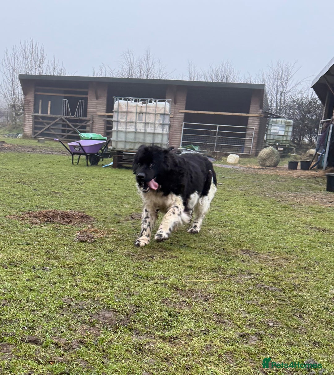 Newfoundland dogs for sale: Landseer Newfoundland Female - Advert 4
