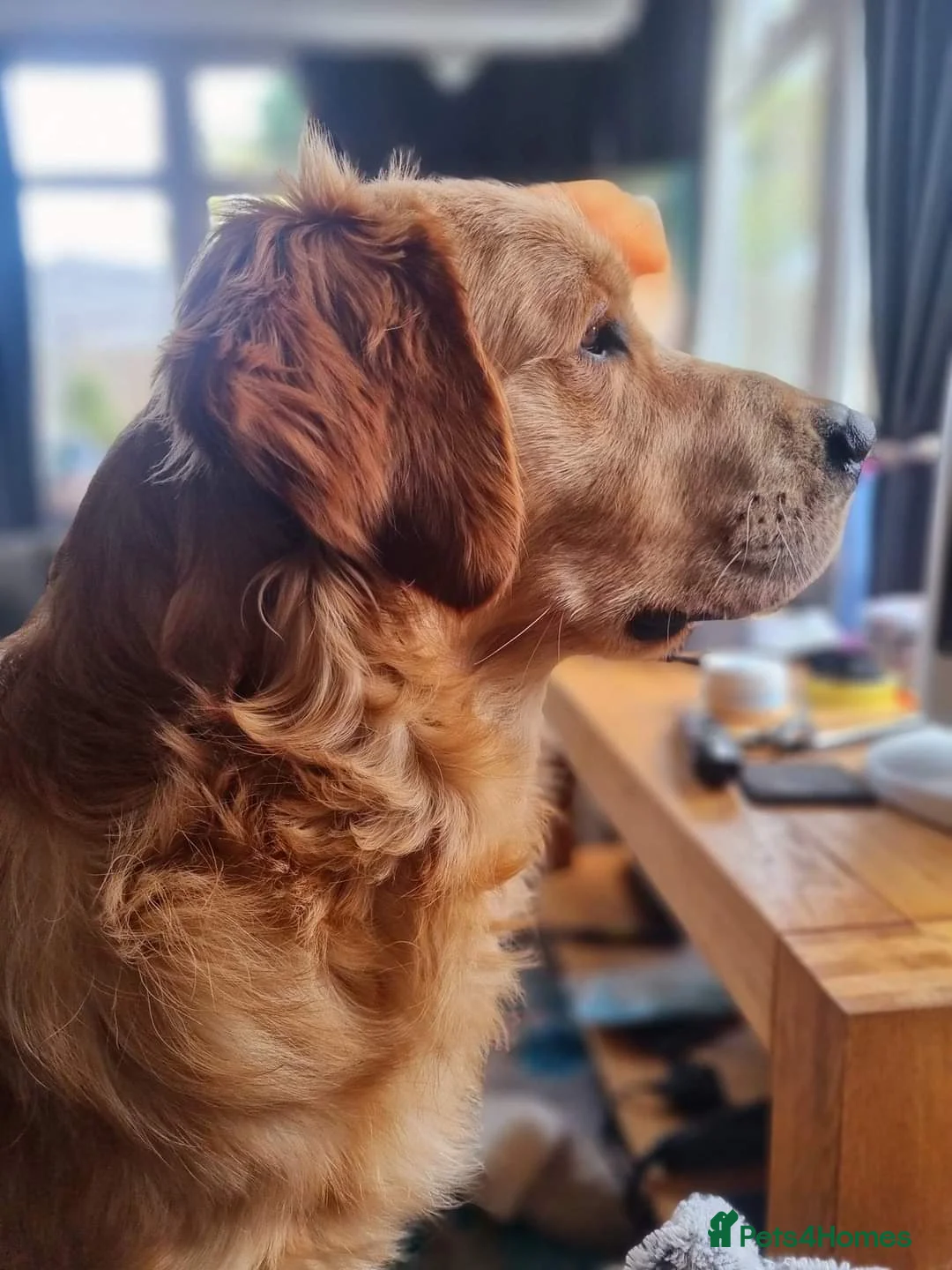 Golden Retriever dogs for stud: Beautiful Golden Retriever available for Stud in Wrexham - Advert 2