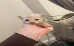 Persian cats for sale: 5 little Persian x boys - Image 8