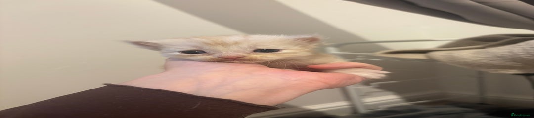 Persian Kitten 4