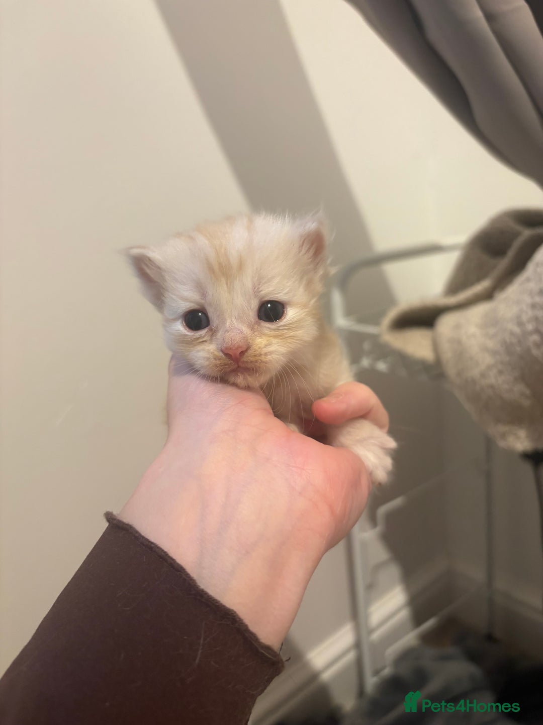 Persian cats for sale: 5 little Persian x boys - Image 8