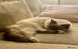 Ragdoll cats for sale: Gorgeous Mitted Bluepoint Ragdoll - Image 11