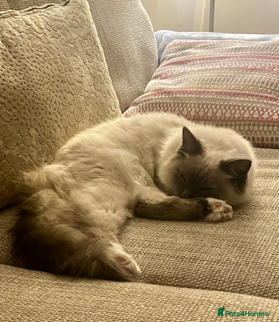 Ragdoll cats for sale: Gorgeous Mitted Bluepoint Ragdoll - Image 11