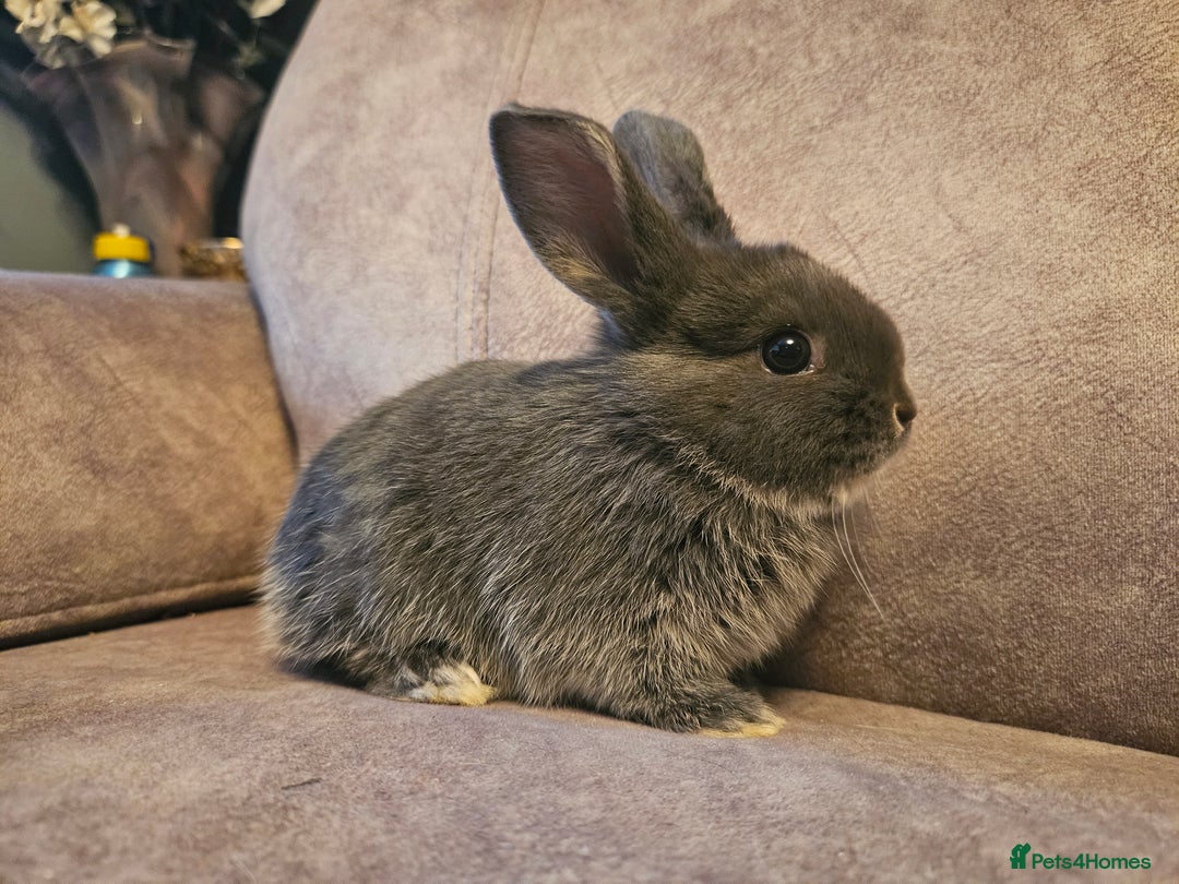 Mixed Breed rabbits for sale: 8 week old grey blue otter netherland dwarf x - Advert 16
