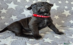 Mixed Breed dogs for sale: Bullmastiff x puppies 🐶  - Advert 12