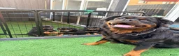 Rottweiler dogs for sale: 2 amazing KC registered rottweiler puppies left - Advert 15