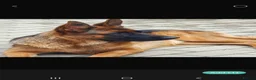 German Shepherd dogs for sale: German sheperd puppies Champion line - Advert 14