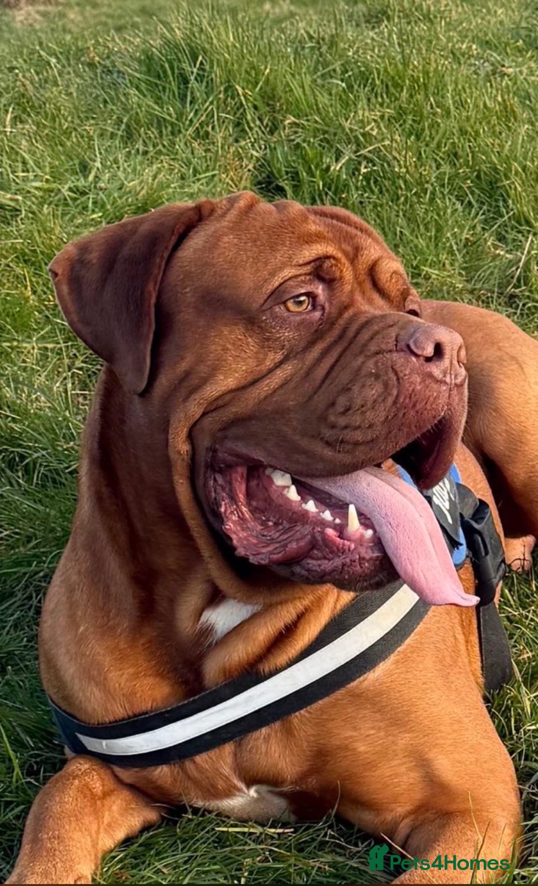 Dogue De Bordeaux dogs for sale: Beautiful Dogue De Bordeaux Puppies - Advert 31