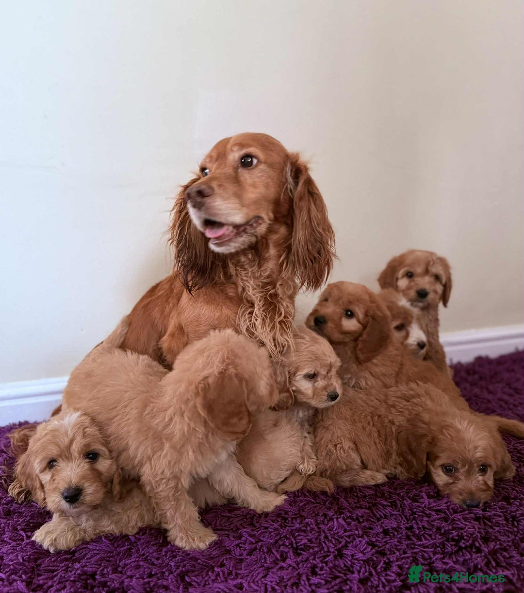 Cockapoo dogs for sale: Ready to go adorable cockapoo puppies  - Image 9