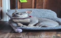 French Bulldog dogs for sale: Frenchie  - Image 3