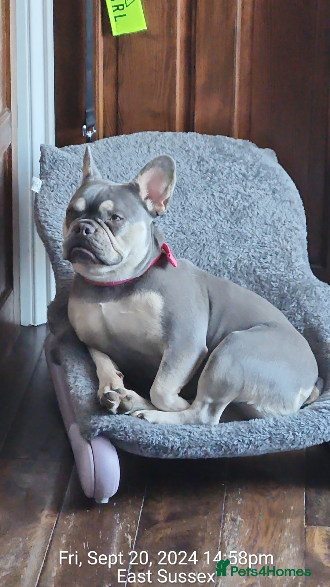 French Bulldog dogs for sale: Frenchie  - Image 3
