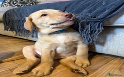 Labrador Retriever dogs for sale: LABRADOR PUPPY BOY READY FOR NEW HOME   - Image 12