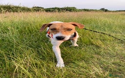 Mixed Breed dogs for adoption: Roscoe Looking For His Forever Home  - Image 14