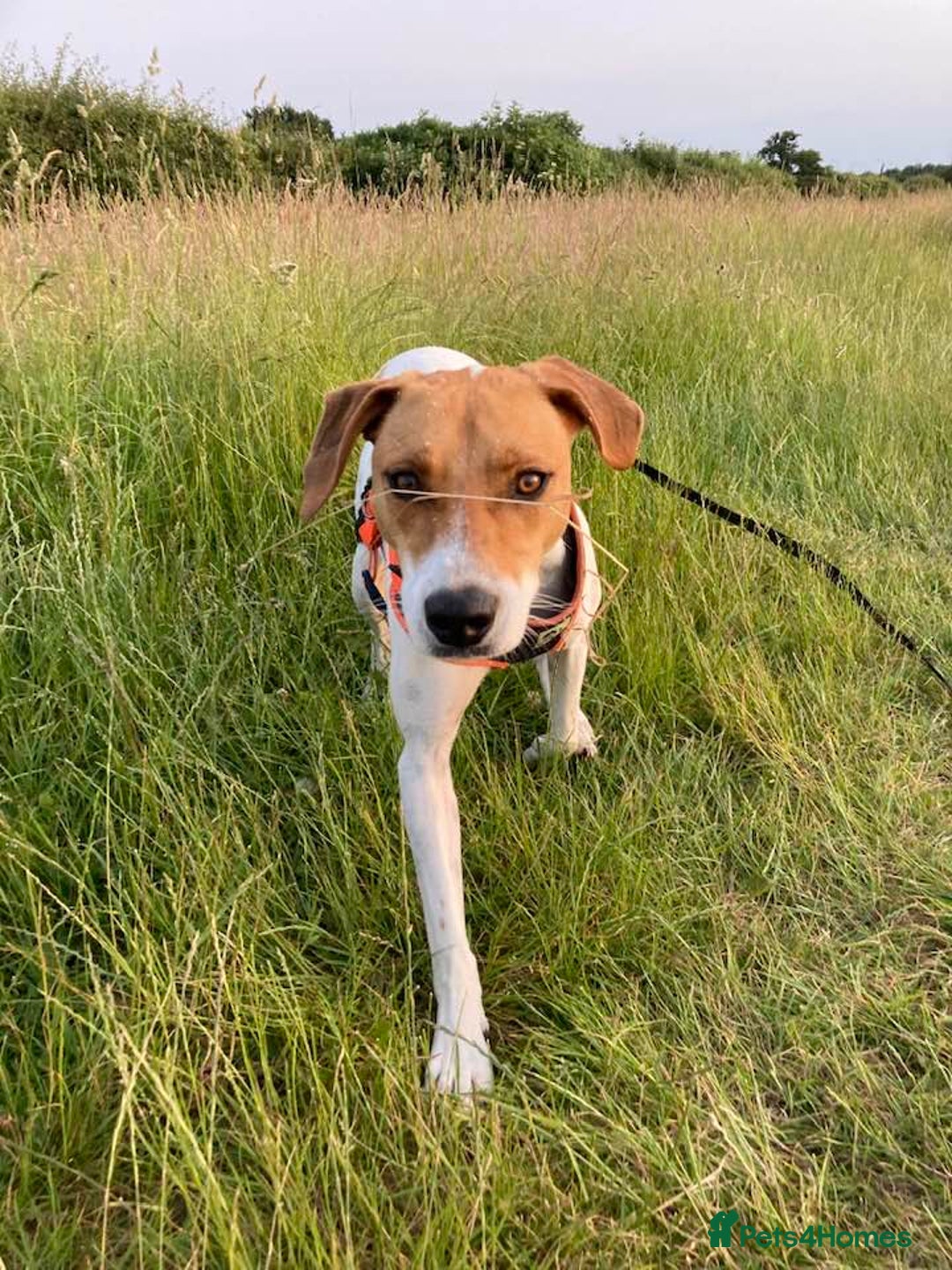 Mixed Breed dogs for adoption: Roscoe Looking For His Forever Home  - Image 14
