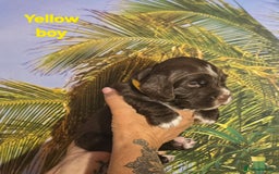 Sprocker dogs for sale: Beautiful Sproker pups for sale   - Image 19