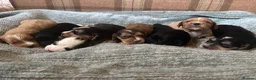 Cocker Spaniel dogs for sale: beautiful show cocker spaniel puppies  - Advert 3