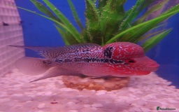 Other/Mixed Breed fish for sale: Fish Stock List - Updated Regularly  - Image 29