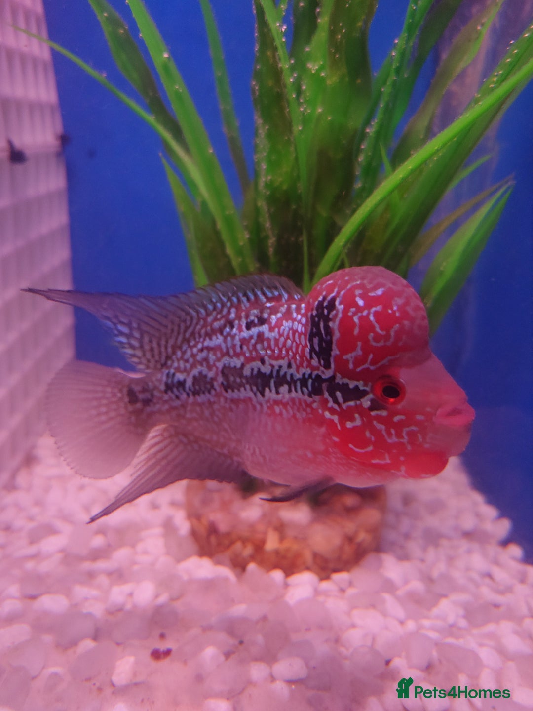 Other/Mixed Breed fish for sale: Fish Stock List - Updated Regularly  - Image 29