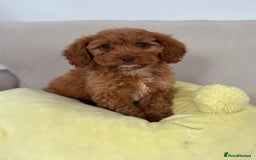 Cockapoo dogs for sale: 2 beautiful cocker poo puppies  - Image 4