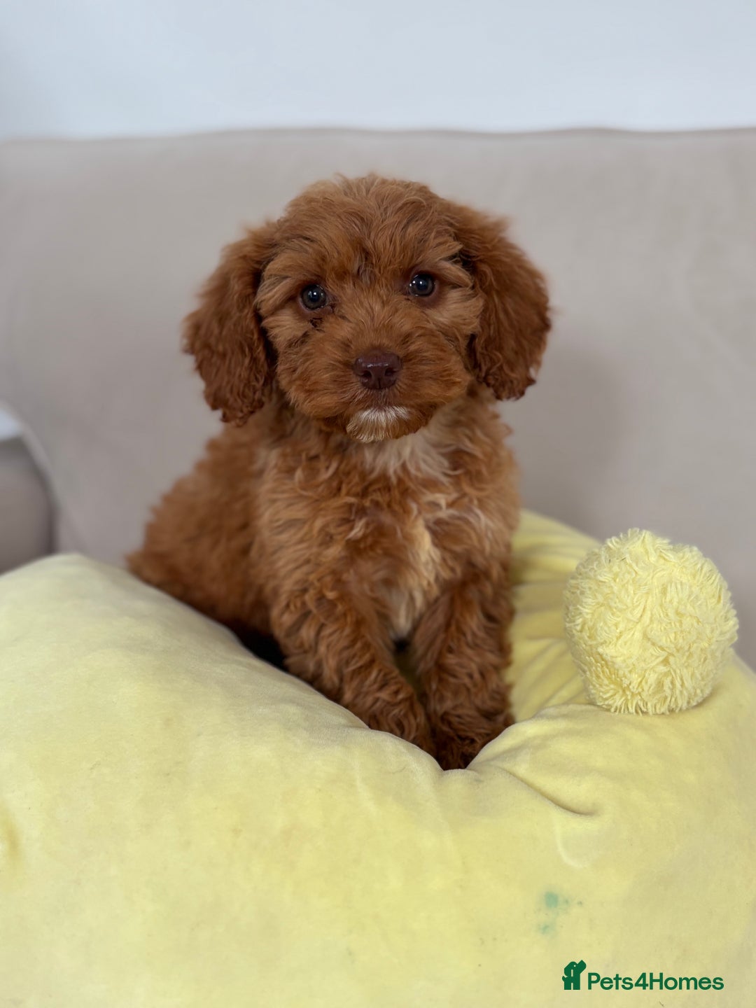 Cockapoo dogs for sale: 2 beautiful cocker poo puppies  - Image 4