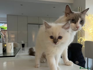 Ragdoll cats Ragdoll Kittens Available January 2026 - Advert 16