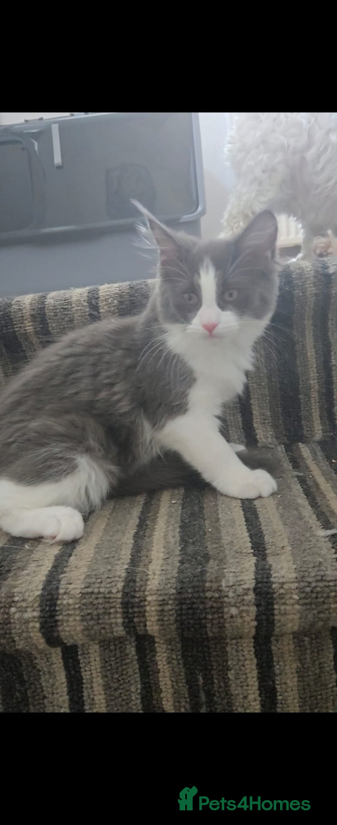 Maine Coon cats for sale: Maincoon crossed ragdoll kittens - Image 3