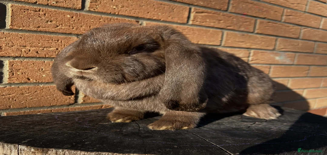 Gallery Image {{count}}