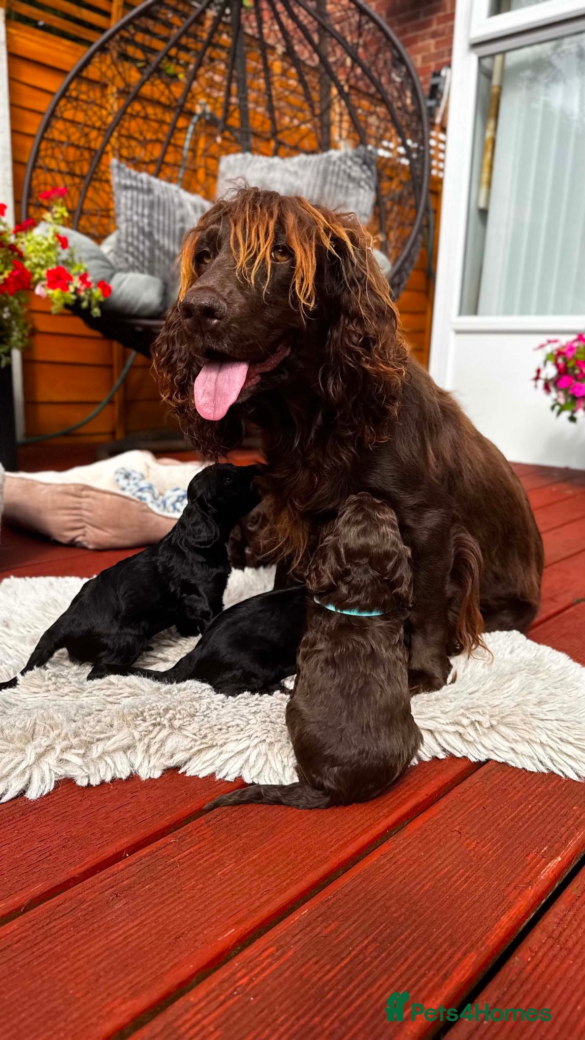 Cockapoo dogs Purest Quality F1 Cockapoo Puppies Chocolate Black - Advert 1