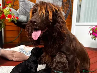 Cockapoo dogs Purest Quality F1 Cockapoo Puppies Chocolate Black - Advert 1