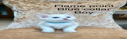 Ragdoll cats for sale: Beautiful ragdoll kittens  - Advert 8