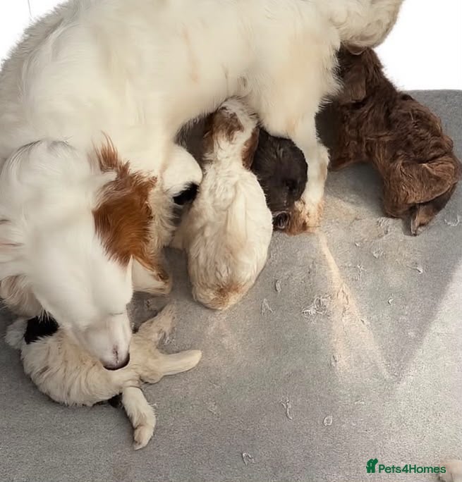 Cockapoo dogs Merle cockapoo puppies - Advert 1