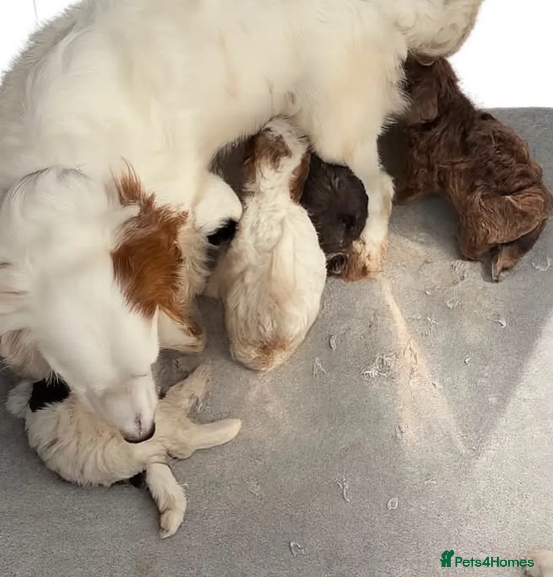 Cockapoo dogs for sale: Merle cockapoo puppies - Advert 1