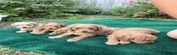 Cockapoo dogs for sale: F1b cockerpoo puppies - Advert 7
