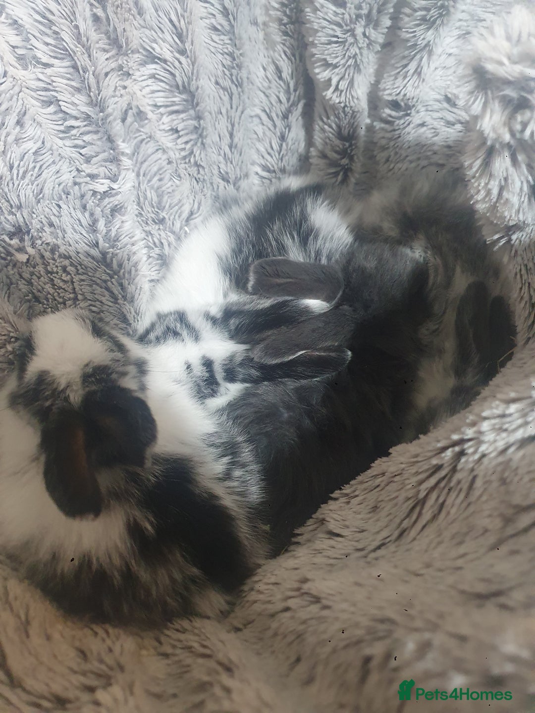 Mini Lop rabbits for sale: Mini lop/mini lion lop - Image 7