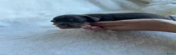 Miniature Dachshund dogs for sale: MINIATURE DACHSHUND PUPPIES🥹🐶🥰 - Advert 3
