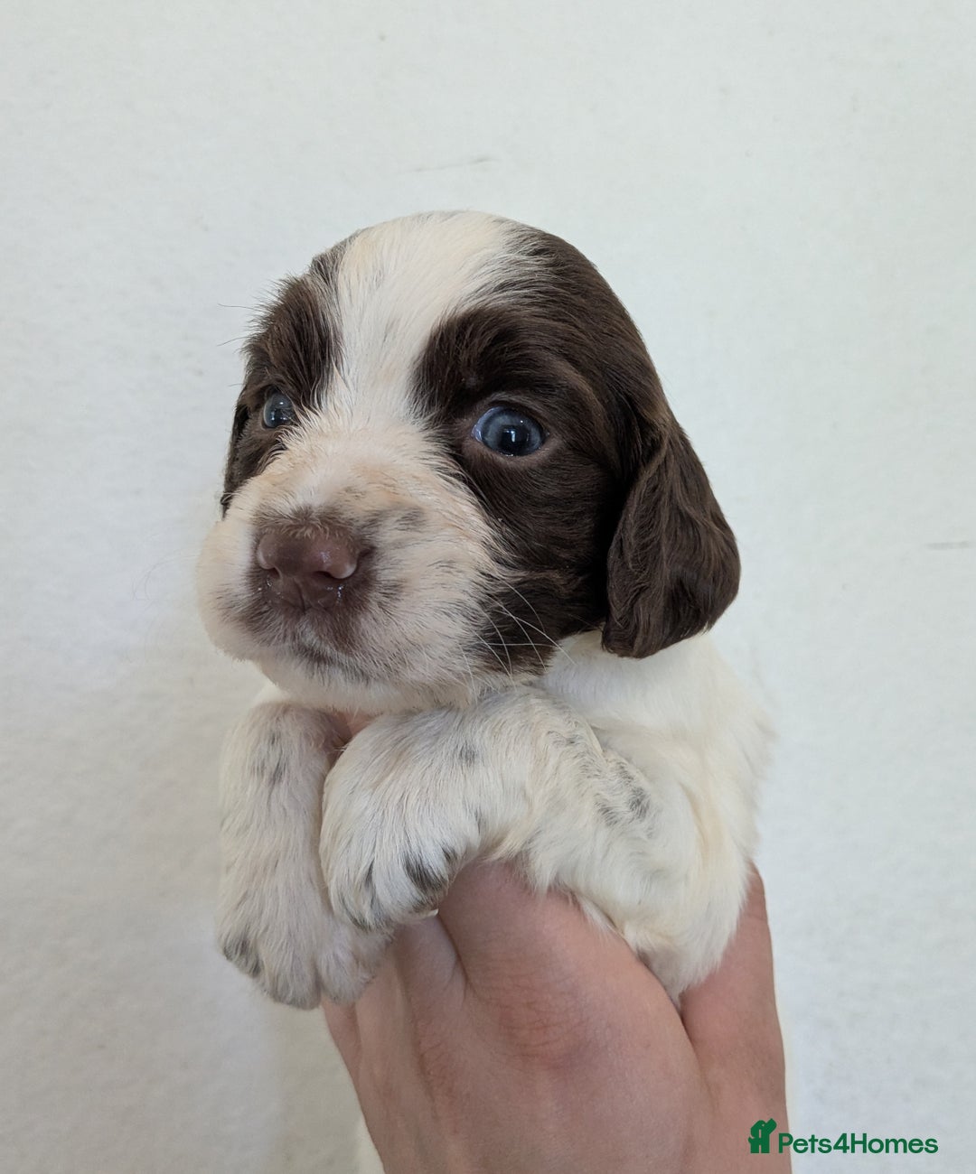 English Springer Spaniel dogs for sale: Speckled mixed colour ESS pups,TESTED PARENTS - Image 4