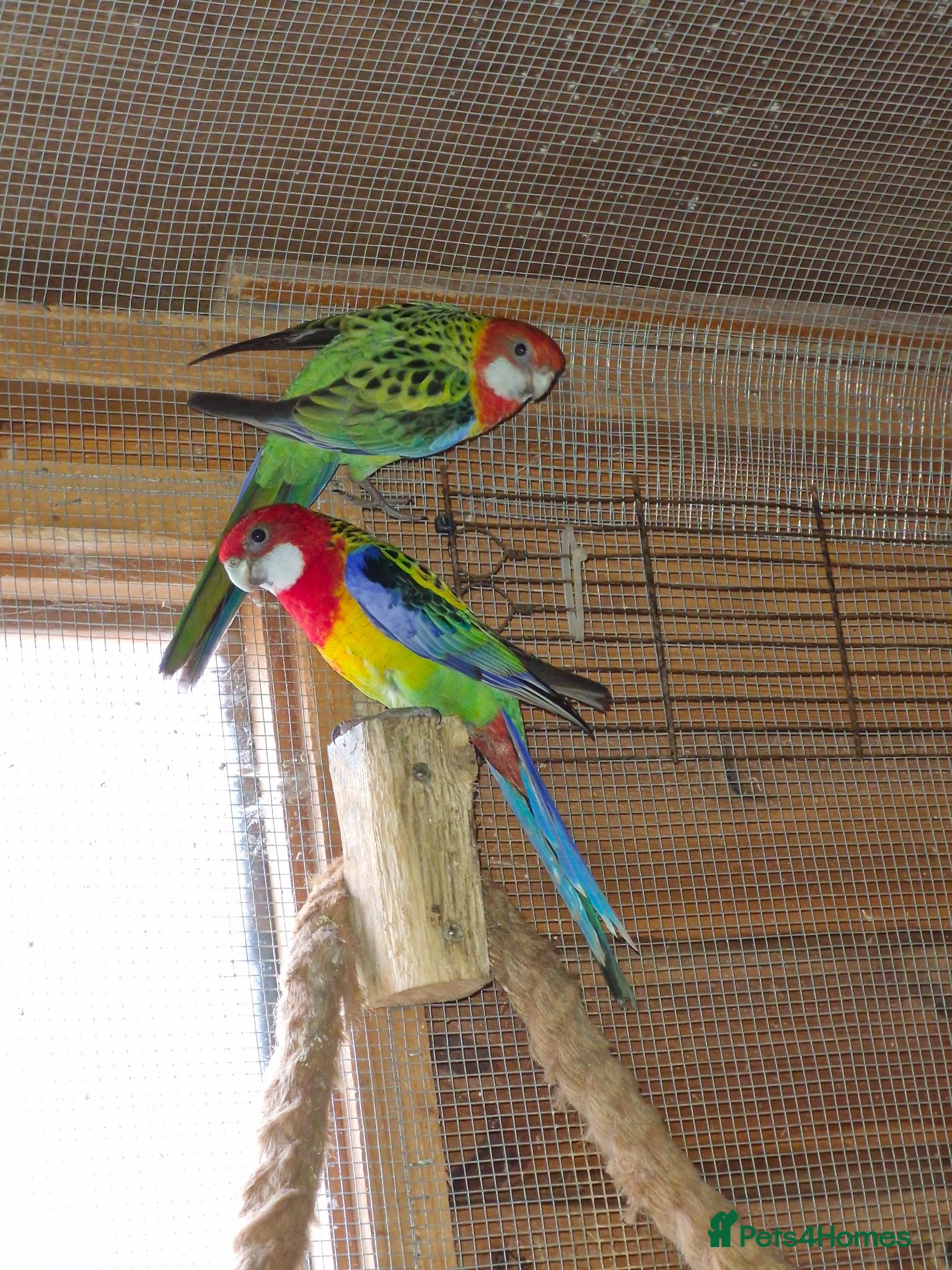 Parakeets birds A Pair of Eastern Rosellas  - Advert 2