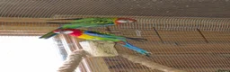 Parakeets birds for sale: A Pair of Eastern Rosellas  - Advert 2