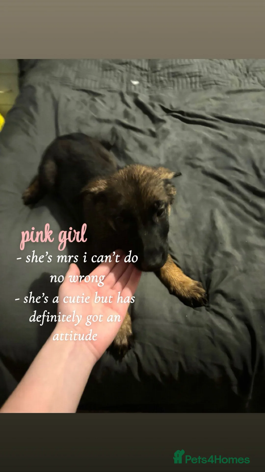 Mixed Breed dogs for sale: Beautiful german shepherd cross belgium malis pups - Advert 4