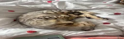 Bengal cats for sale: Bengal cats for sale  - Advert 12