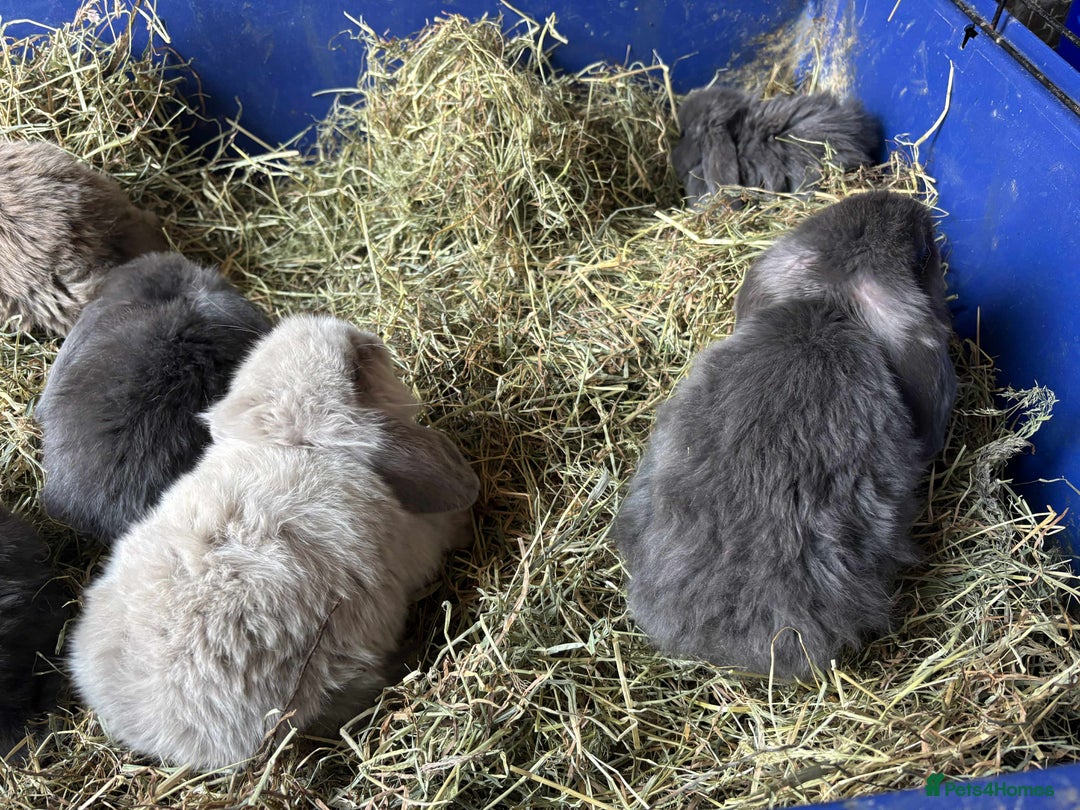 Mini Lop rabbits for sale: Mini lop babies - Image 7